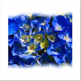 Hydrangea Blues Posters and Art